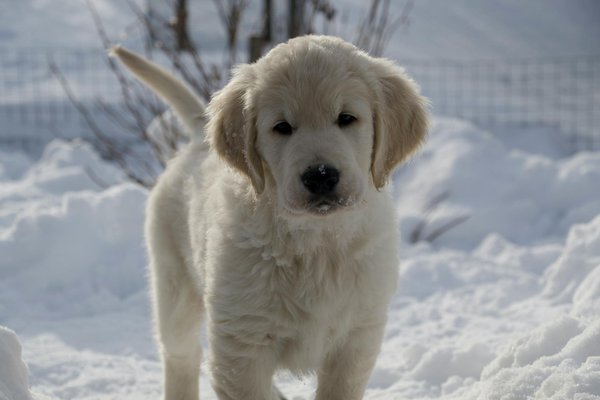 L'importance de l'identification et de la stérilisation pour un chat adopté