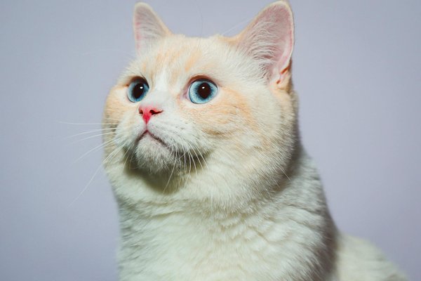 Les ateliers de dressage pour chiens : en quoi ça consiste ?