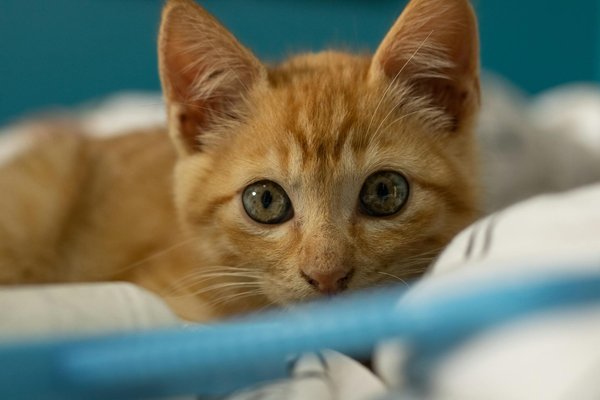 Ours polaires : mignons mais mortels