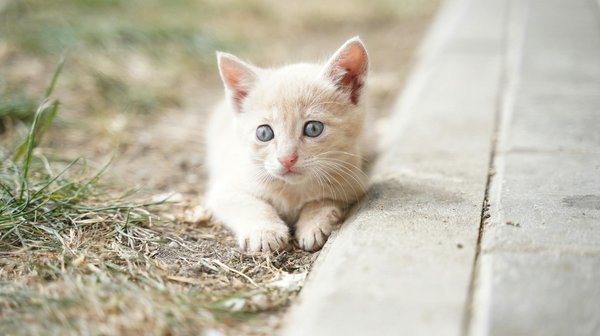 Frelon asiatique à Paris : les meilleures stratégies d'élimination